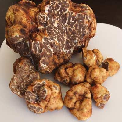 As with many other truffles, pecan truffles are favored by high ph. How high can you go and not cause major fertility issues?