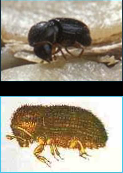 5- Biology and Ecology of the CBB Female body is about 1.4 to 1.6 mm long.