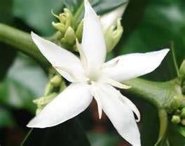 Blooms of Coffee and Fruit Development Flowering &