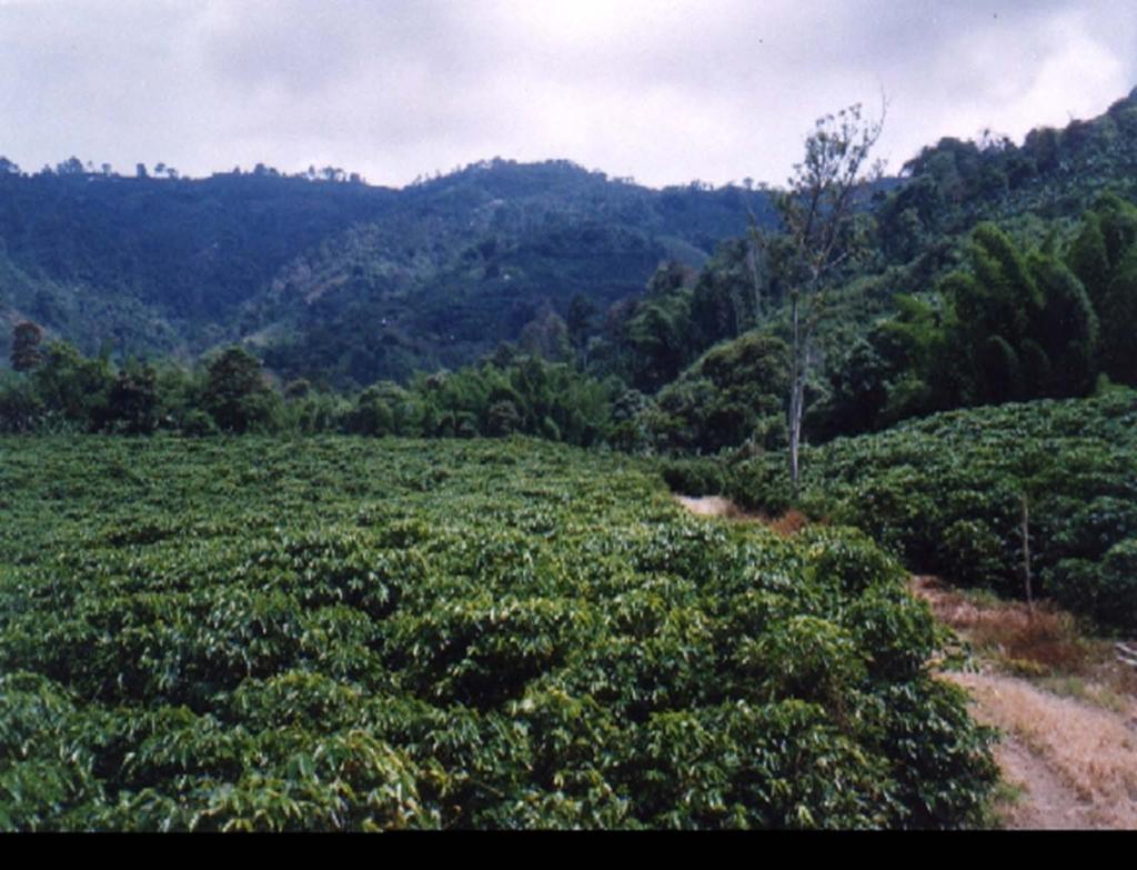 Locations Preferred by the CBB Coffee plantation Coffee farm Coffee tree Older