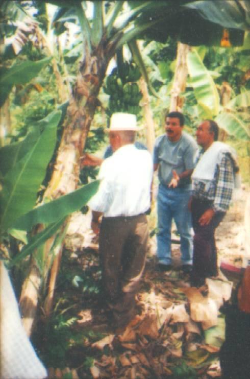 Some Questions: What distinguishes and characterizes coffee growers?