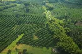 3- Coffee Crops in the World Coffee crops are grown in Tropical and Sub-Tropical areas.