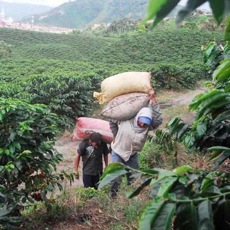 Hawaii Both Coffee farmers from Hawaii and Colombia are part of