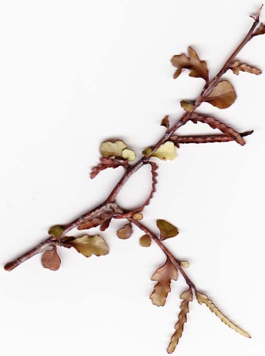 Pokaka Eleocarpus hookerianus Used