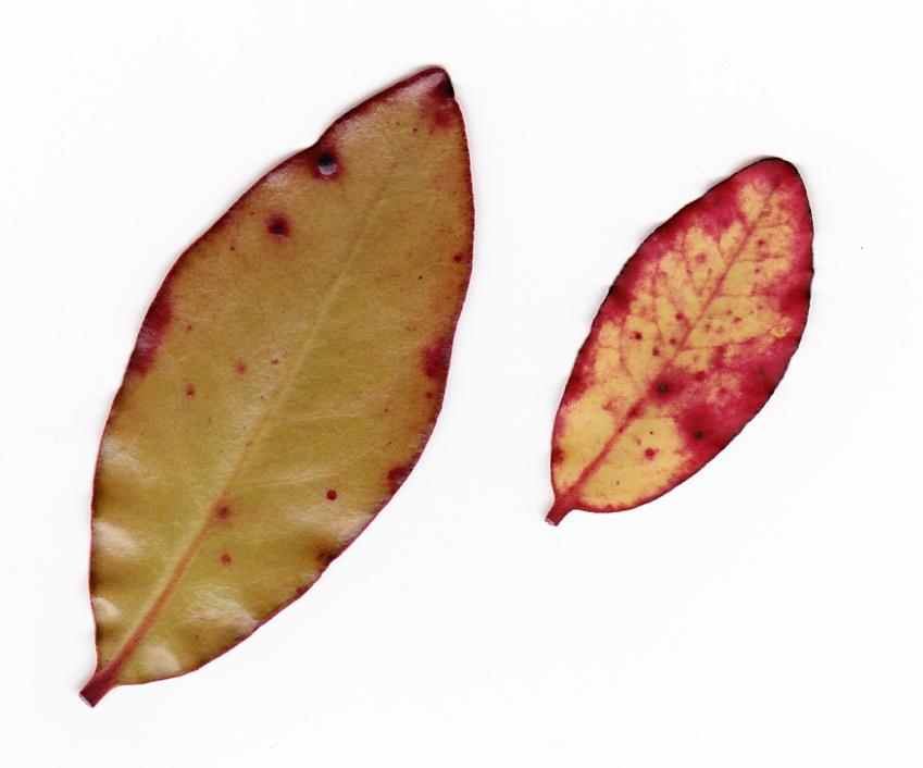 Horopito (Pepperwood) Pseudowintera colorata Leaves were steeped in water as a remedy for skin problems