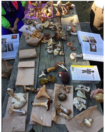Many participants new to mushrooms learned a lot in one day from Council-members Alan D Souza and Enrique Sanchez, who supported this foray.