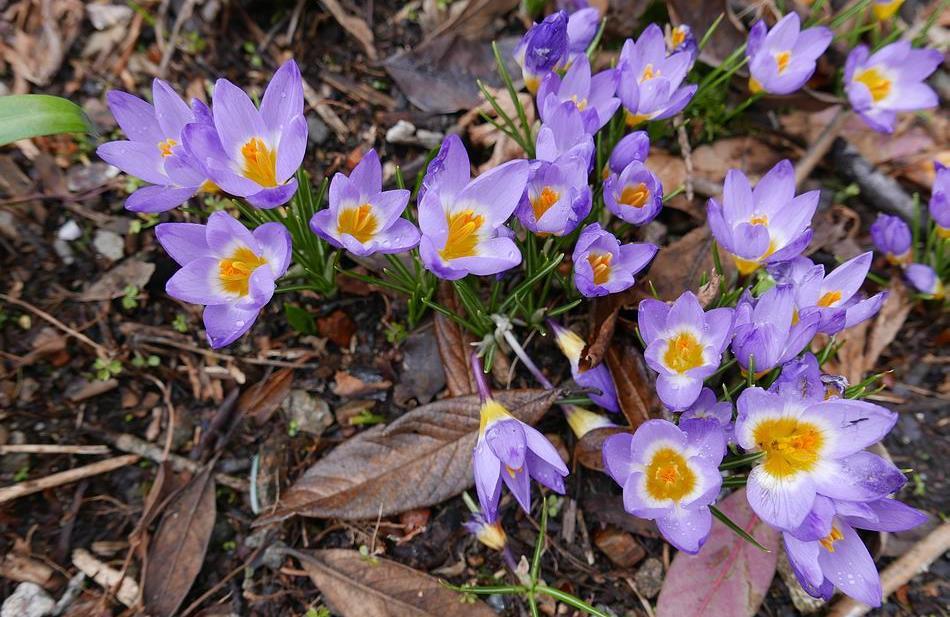 Crocus sublimis Tricolor One of a number of groups of Crocus