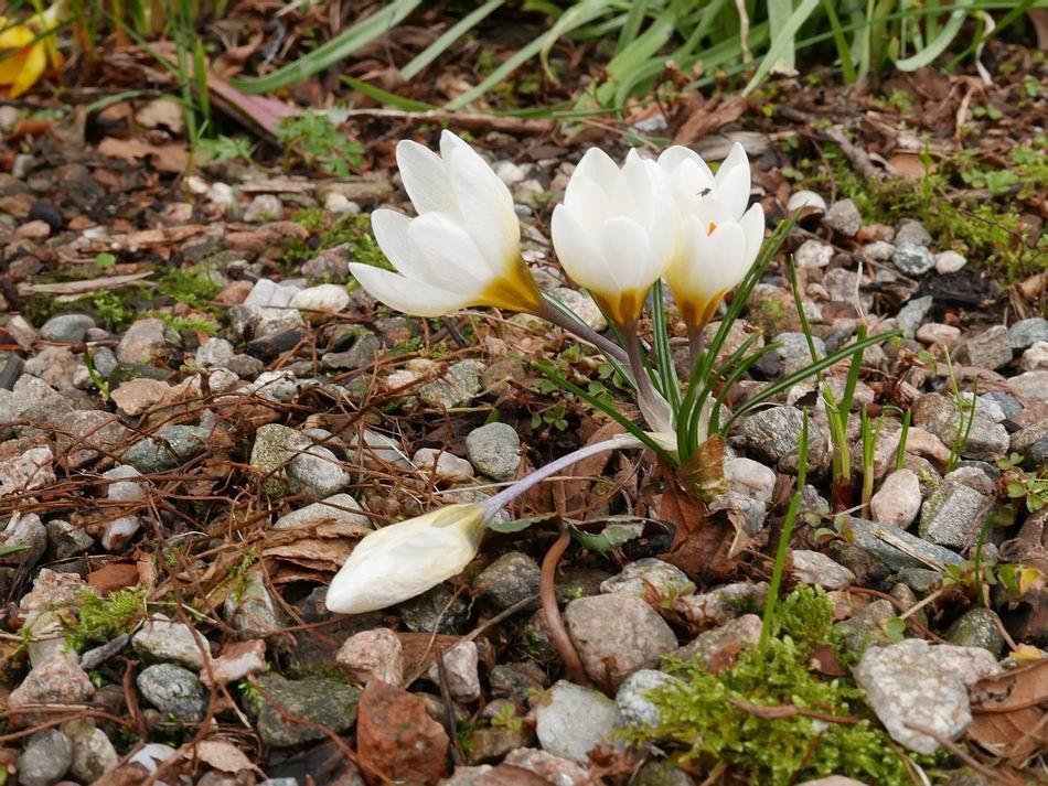 white Crocus chrysanthus type seedling may have come from a