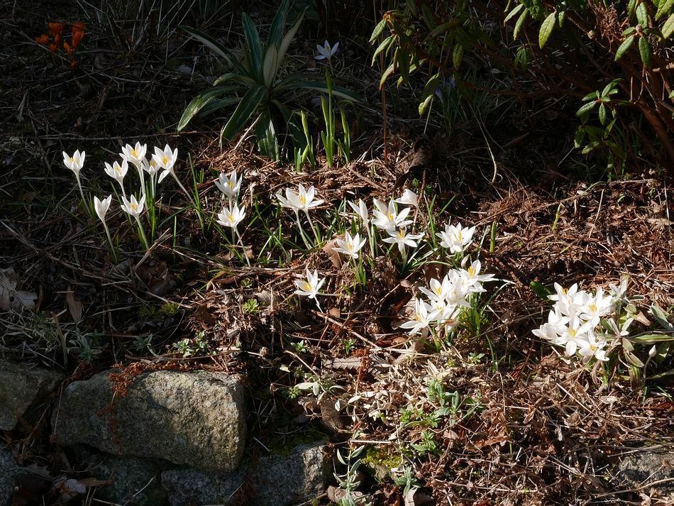 A pure white form of Crocus tommasinianus grabs the sunshine to stand out against the shaded background.