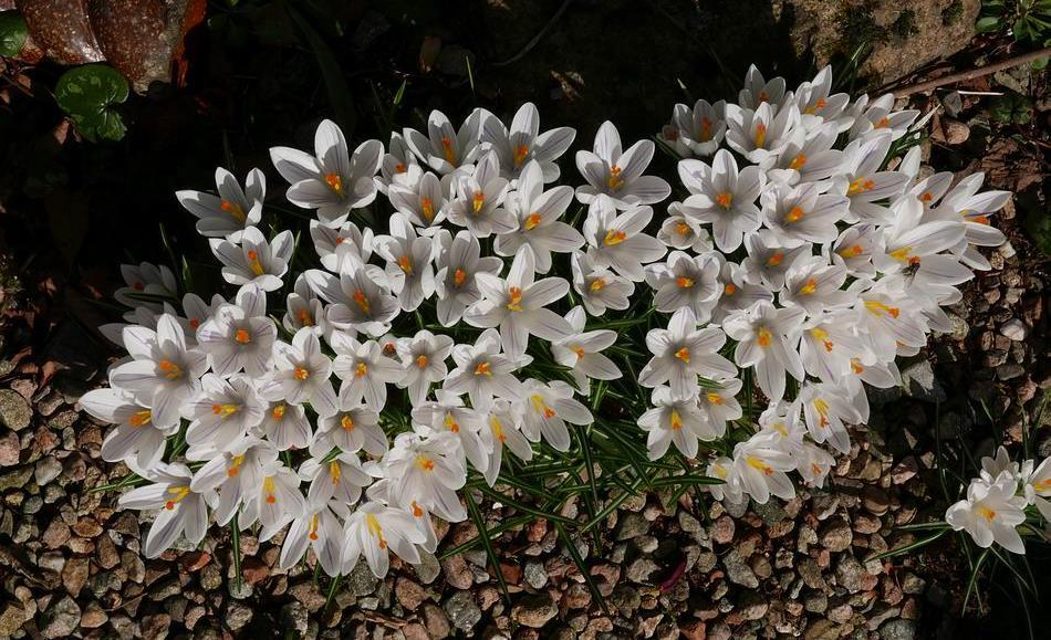 2013 that what we previously described as Crocus albiflorus, such as this plant,