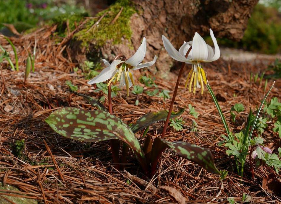 Erythronium caucasicum The earliest forms of Erythronium dens canis are also in flower with