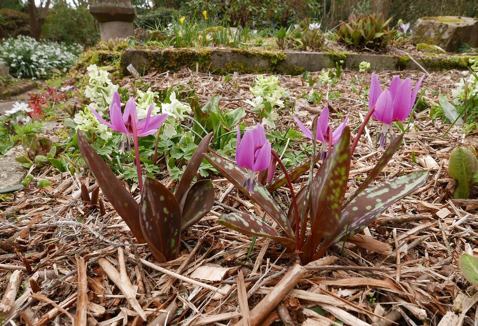 The second Inverewe Erythronium Festival will be held in a few weeks from the 9 th to the 13