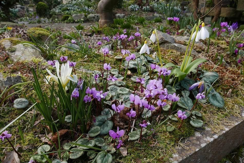 A hybrid of Iris winogradowii has joined the Cyclamen coum and Galanthus Elizabeth