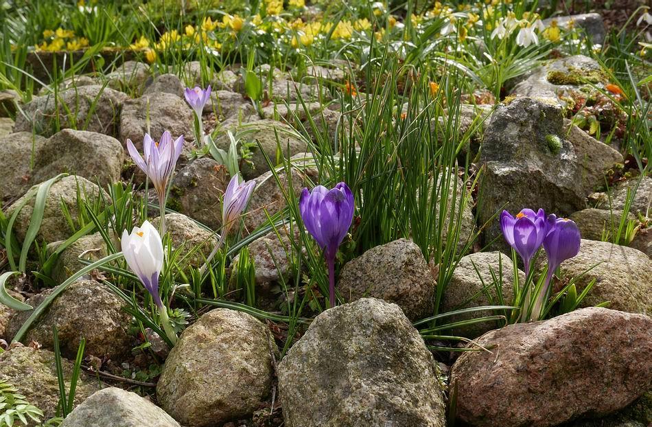 Crocus flowers in the cobble covered sand bed give me a timely reminder that I will need