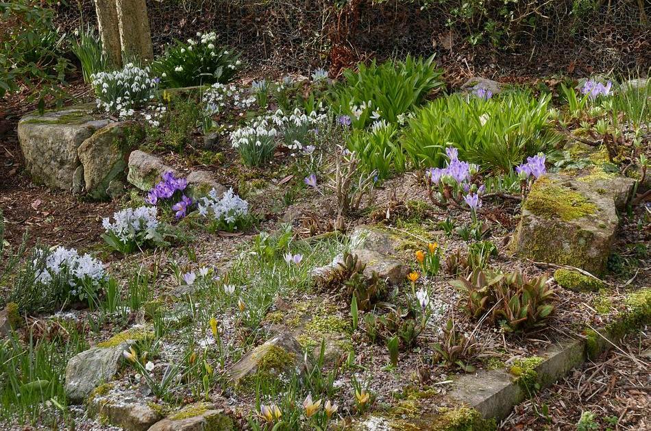 The early spring bulbs also add colour to the Rock garden bed as the Meconopsis