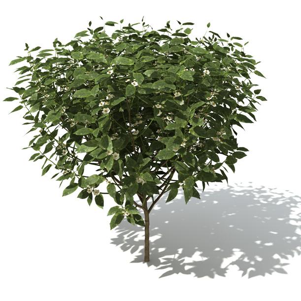 02. Tea ( Camellia sinensis ) Tree/Shrub, evergreen broadleaf, spreading Height : up to 3 m in cultivation (up to 20 m wild) Origin : China, Southeast Asia Environment : hillsides, open woodland