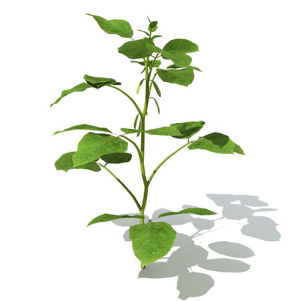 07. Soybean ( Glycine max ) Annual Plant Height : up to 1.