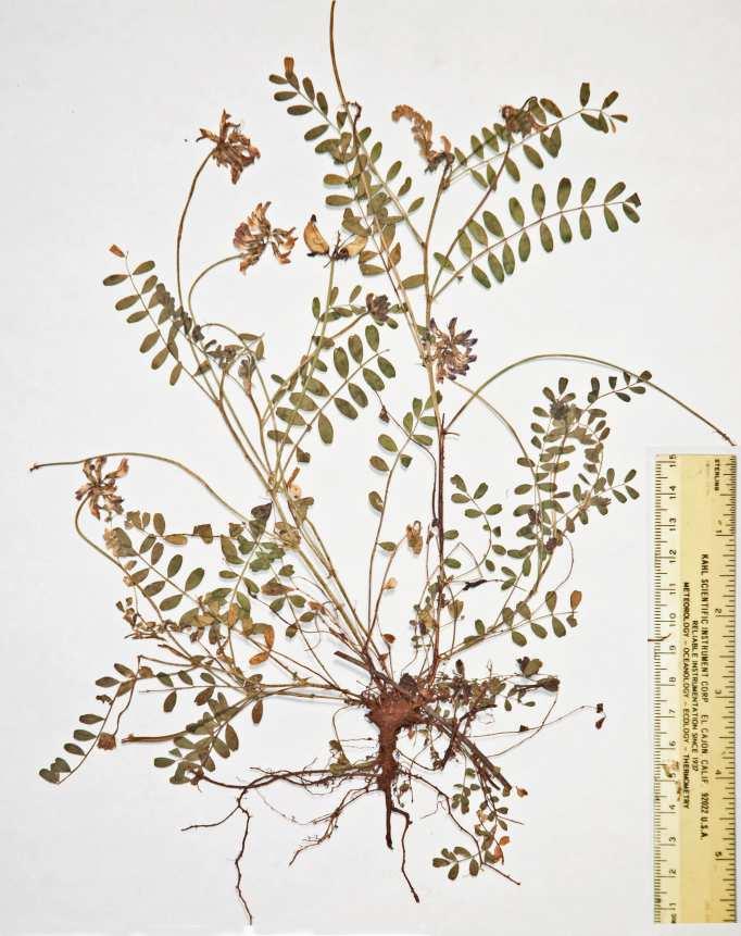 Spellenberg, Van Devender, & Jenkins: Astragalus martinii 4
