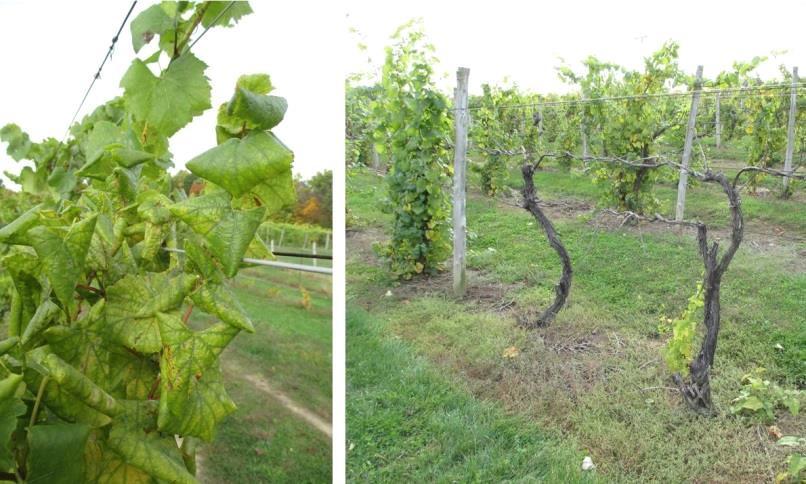 2005). In 2011 and 2012, leaf samples from symptomatic grapevines in Michigan vineyards were tested by ELISA for 12 different viruses.