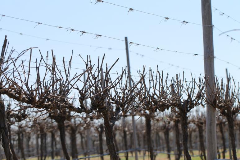P a ge 10 T exas Winegrower V olume II, I s su e 1 Benefits of Long Pruning and Managing GTD Justin Scheiner Long pruning has become a common practice among Texas grape growers, and for good reason.