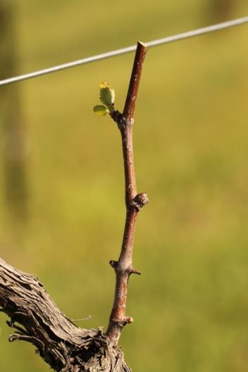 P a ge 11 T exas Winegrower V olume II, I s su e 1 As a result of correlative inhibition, holding off on final pruning until budbreak or slightly later can delay budbreak in the basal region of the