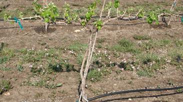 Internal inspection of the vascular tissue can confirm that vines have been damaged, but the browning of internal tissue may only be visible after a period of warming temperatures after the freeze