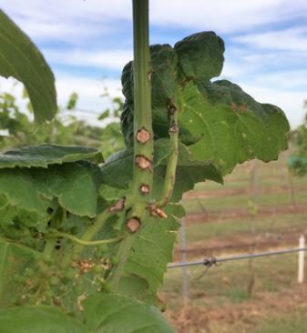 P a ge 17 T exas Winegrower V olume II, I s su e 1 Solving Common Vineyard Problems Leaf lesions are small circular brown spots.