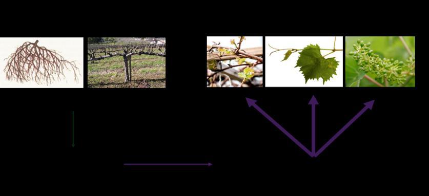 T exas Winegrower V olume II, I s su e 1 Understanding Your Vineyard P a ge 3 Vineyard management practices which affect vine balance include irrigation, fertilization, pruning, thinning, and