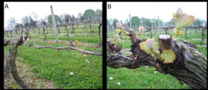 T exas Winegrower V olume II, I s su e 1 P a ge 7 Pruning level and number of buds to retain Grapevine pruning is a method to achieve a balance between shoot growth and fruit production.