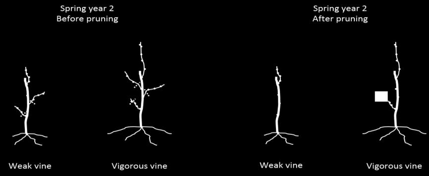 P a ge 8 T exas Winegrower V olume II, I s su e 1 Pruning and training young vines - Cordon-trained, spur-pruned system Cordon-trained, spur-pruned system is the most common system used in Texas