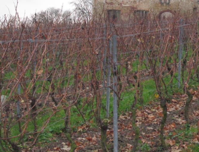 TRELLISING VINE SPACING Low Vigor Sites Narrow planting increases vines per acre and