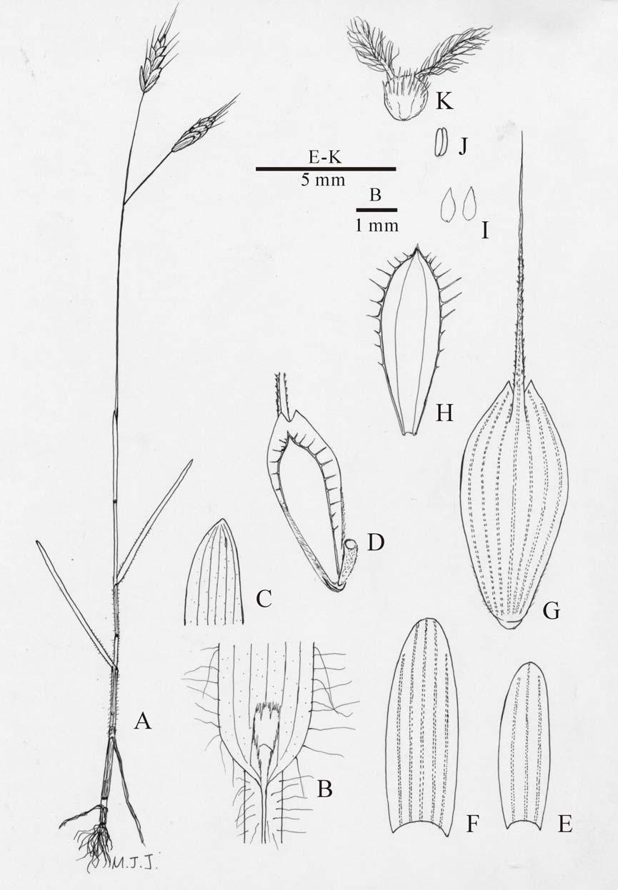136 TAIWANIA Vol. 51, No. 2 Fig. 5. Bromus secalinus L. A: Habit. B: Ligule. C: Blade apex.