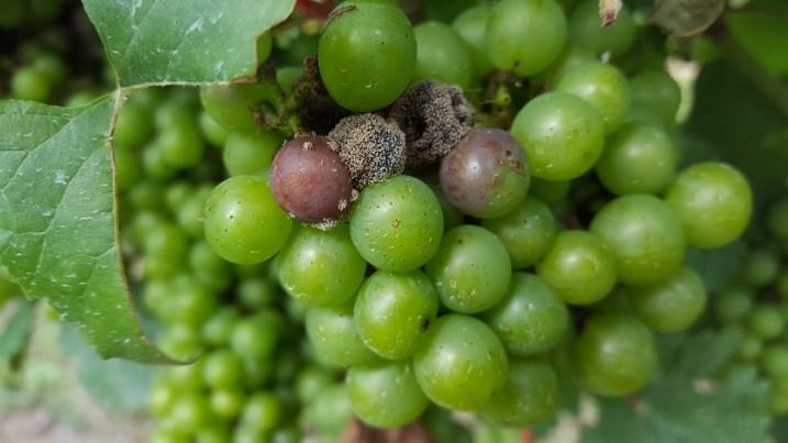 IPM Hans Walter-Peterson Botrytis We have been starting to see some instances of Botrytis infections appearing in clusters before veraison.