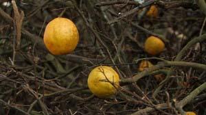 Movement and Protection of Citrus Budwood and Germplasm Facilities Nurseries and Budwood Key Elements A citrus nursery or budwood facility is defined as a geographically distinct location where