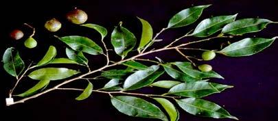 American Journal of Microbiological Research 114 Sacoglottis gabonensis is a tropical rainforest tree found in the tropical rainforest region of Africa and America.