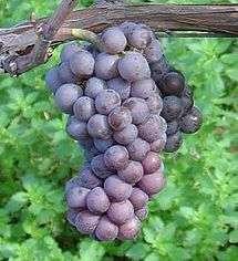 Thought to be a mutant of Pinot Noir (black pinot vs.