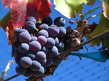 Also known as Garnacha in Spanish, Cannonau in Sardinia Requires hot, dry growing conditions, such as central Spain, Southern France, and central California
