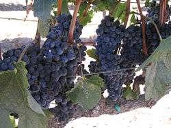 Bottled as a varietal or blended with other grapes like Cabernet Sauvignon Medium body with hints of berry, plum, and currant Earliest record of Merlot is late 18 th