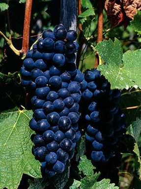 Popular variety in Australia, US and Rhone region of France Estimated to be the 7 th most commonly planted wine grape variety (2004) DNA profiling in 1999 found Syrah to be the offspring of two