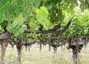Primary component of Bordeaux wines Now often bottled primarily as a varietal Recently, is being mixed with other wines such as Shiraz (in Australia), or Sangiovese (in Italy) to produce Super-