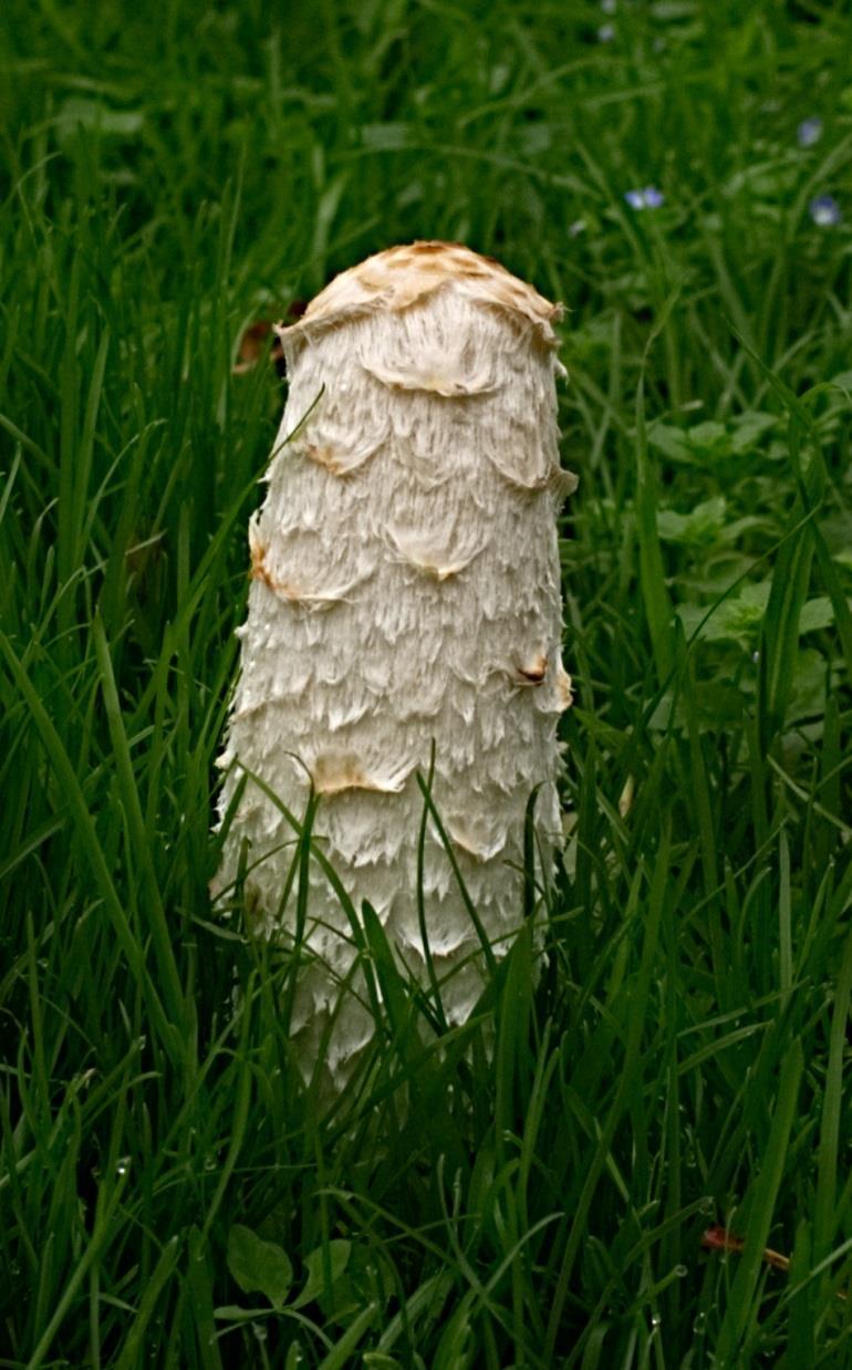 Coprinus comatus the Shaggy Inkcap or Lawyer s Wig fungus, forming a splendid