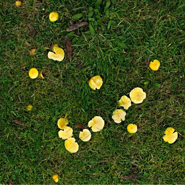 Waxcaps on the Tyntesfield Lawns Left: