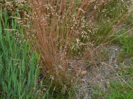 odoratum Native perennial of all kinds of open grassland, widespread