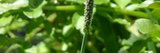 distinguish it from foxtails - its Latin specific name compares it to