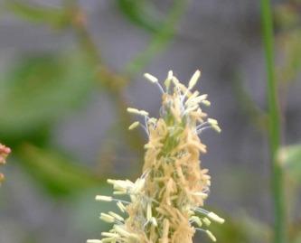 13 Marsh foxtail Alopecurus geniculatus Native perennial of wet