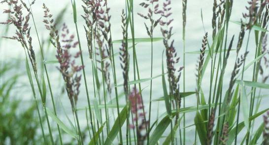 The other frequent tall grass of similar habitats, other than reed, is Reed Sweet-grass (below), which has much more open panicles with narrow spikelets.