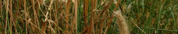 16 Early hair-grass Aira praecox Native annual of dry sandy heathland, generally common