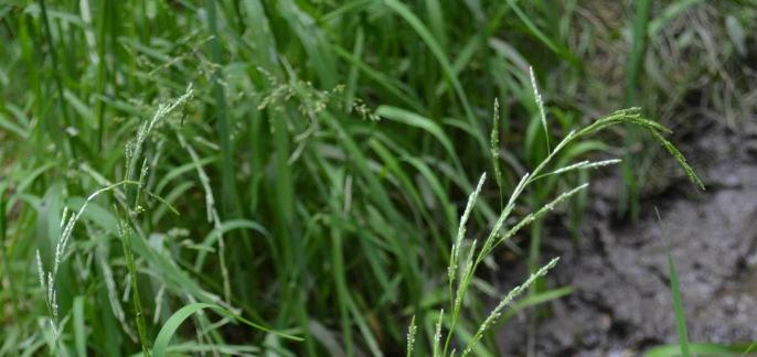 Small sweet-grass Glyceria declinata Rare native perennial of ponds.