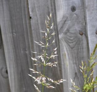45.4 False oat-grass Arrhenatherum elatius Abundant native perennial found in all