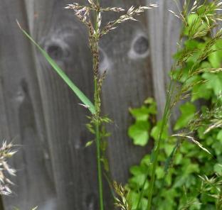 Identification Tall branched spikes have purple-and-silver tinged florets with